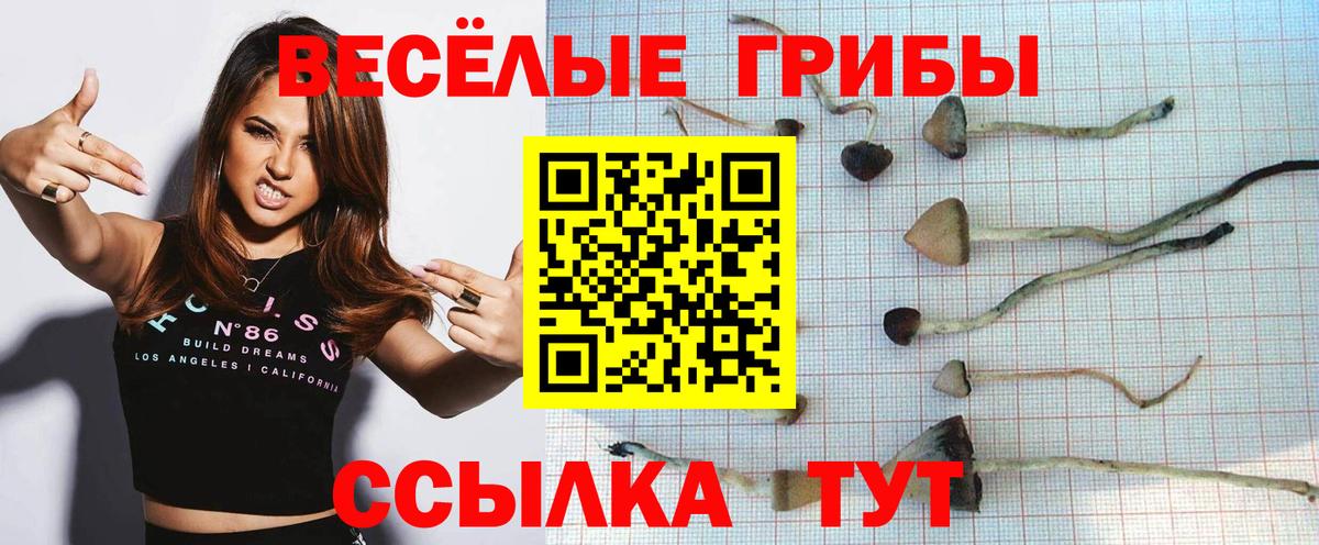 Псилоцибиновые грибы Cubensis Урус-Мартан