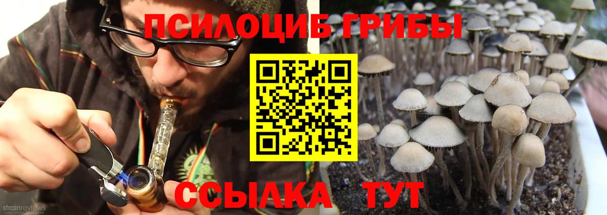 Урус-Мартан  Псилоцибиновые грибы MAGIC MUSHROOMS  Вход с VPN 